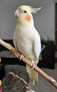 عروس هلندی(گمشده)