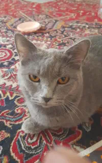 گربه بریتیش بلو ماده آماده جفتگیری