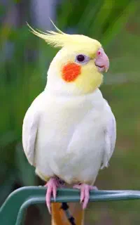 عروس هلندی پیدا پیدا شوده