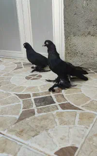 جفت قره