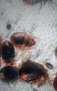 سمپاشی ساس سوسک کنه موریانه 100تضمینی