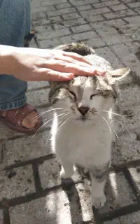 واگذاری گربه ملوس