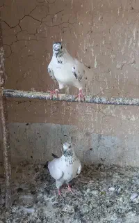 کبوتر.