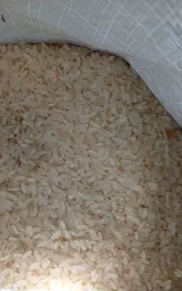 برنج درجه یک کامفیروزی