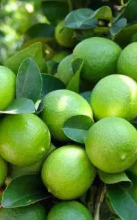 لیمو ترش درجه یک آبدار