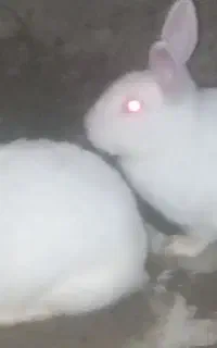 دو تا خرگوش ماده