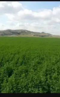 یونجه
