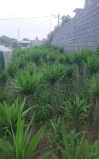 فروش گل یوکا