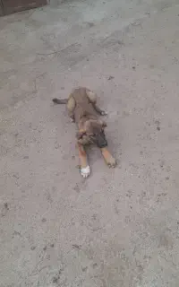 توله عراقی