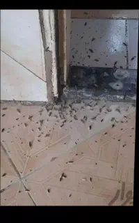 سمپاشی حشرات سوسک ساس کنه موریانه سم پاشی