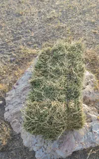فروش یونجه در مشکین شهر