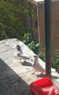 کبوتر