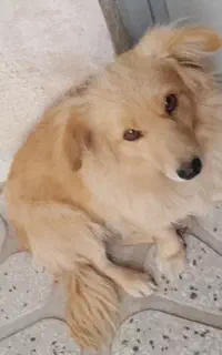 سگ پیدا شده