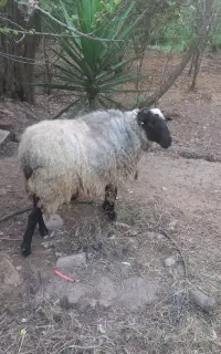 گوسفند رومانف اصل