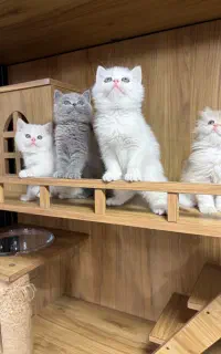 بچه گربه های زیبا