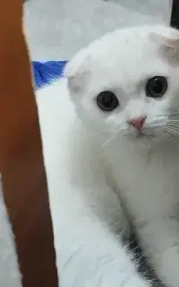 بچه گربه اسکاتیش-بریتیش