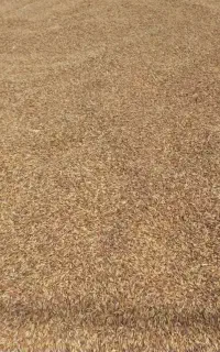 شلتوک شلب