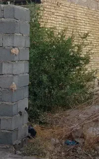 داورون