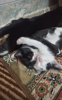 واگذاری ۲تا بچه گربه باهم