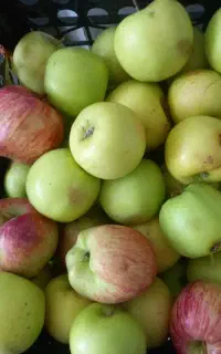 سیب