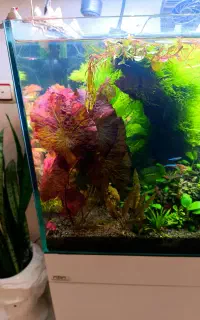 گیاه نیلوفر و ماداگاسکار