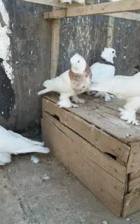 پاپر