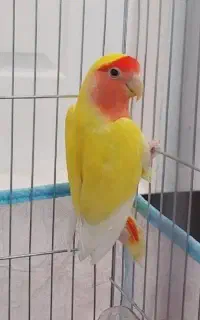 برزیلی ماده.. خوش رنگ
