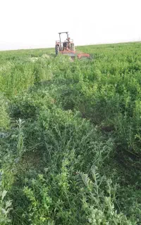 یونجه