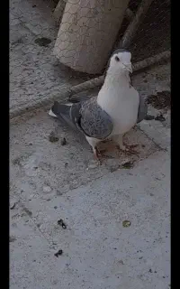 نر دمگیر - بدرنگ، دستگردی گمشده