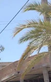 ۳۰۰ خوشه خرما اجاره میکنم خوشه سنگین