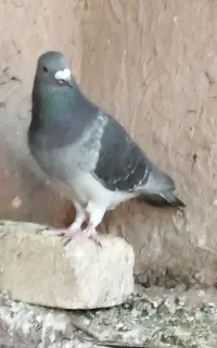 کبوتر پرنده فروشی