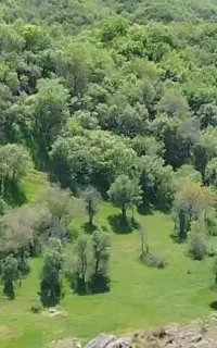 کارگر باغات