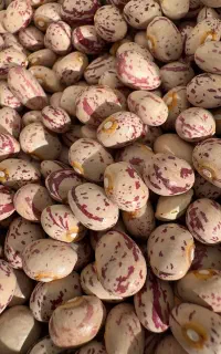 بذر لوبیا چیتی کوشا