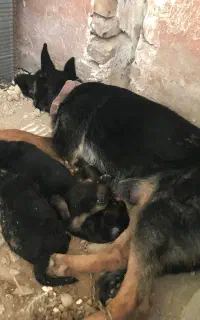 واگذاری سگ ژرمن ورک