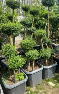 مورت و‌ یاس هلندی پیوندی لوکس چند کله (زیر قیمت)