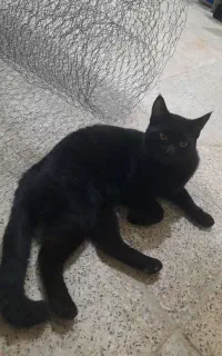 فروش گربه خانگی کم یا