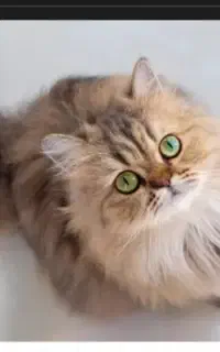 واگذاری گربه رو قبول میکنم