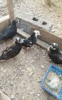 جوجه کبوتر هفت عدد