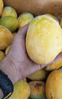 انبه