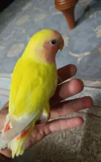کوتوله صورت هلویی فول دستی