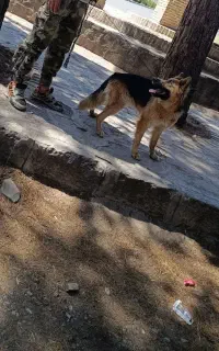 ژرمن