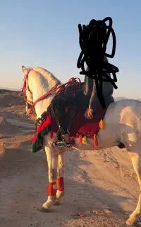 اسب نریون رقص