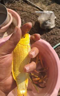 انواع ماهی کوی همه سایز نژاد