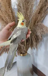 عروس هلندی دستی