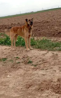 سگ سرابی