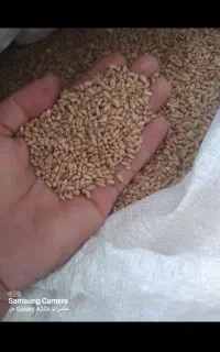 گندم بذری تناژ بالای تیرگان