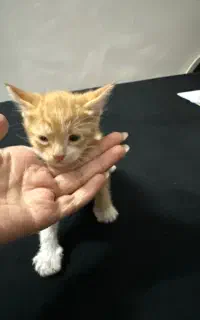 بچه گربه