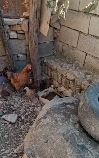 مرغ باجوه