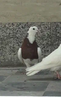 مجسمه