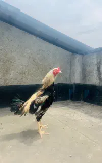 خروس لاری
